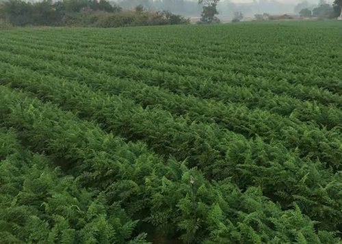 微生物菌肥和生物菌肥的區(qū)別?